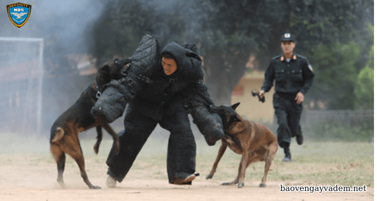 chó nghiệp vụ