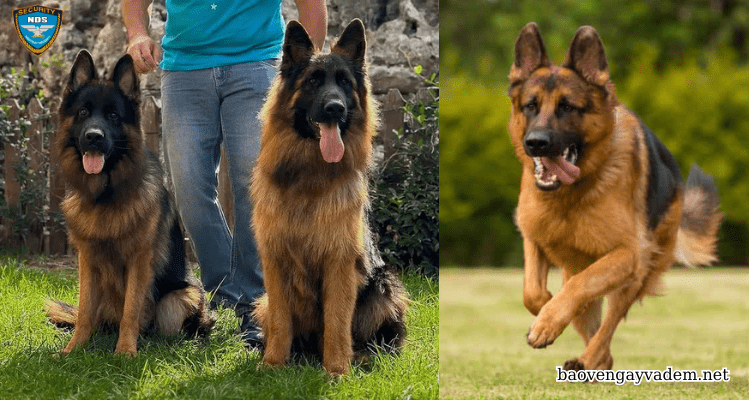 German Shepherd (Chó Béc-giê Đức)
