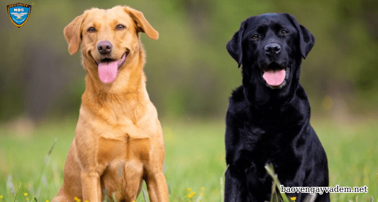 Labrador Retriever