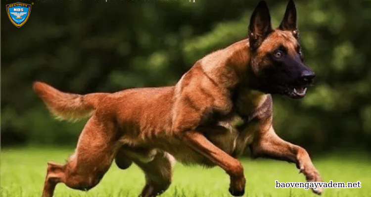 Belgian Malinois