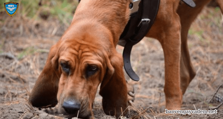 Bloodhound (Chó Hồng Huyết)