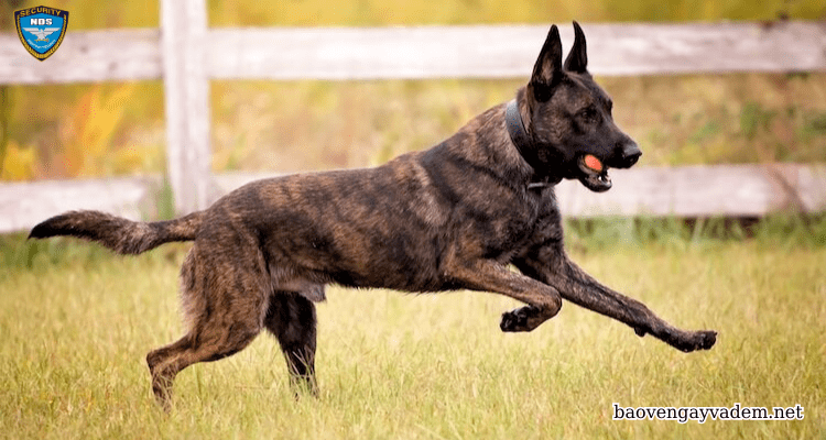 Dutch Shepherd (Chó Béc-giê Hà Lan)