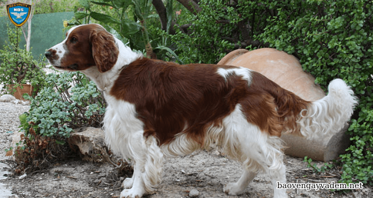 Springer Spaniel