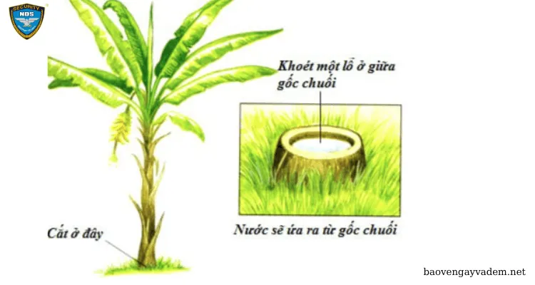 Kỹ năng sinh tồn