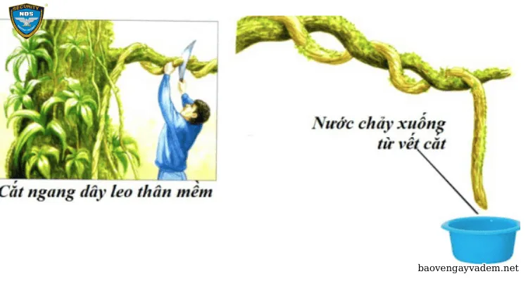 Kỹ năng sinh tồn